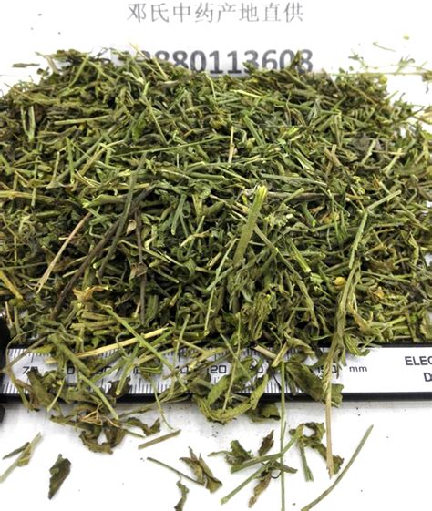 透骨草的图片