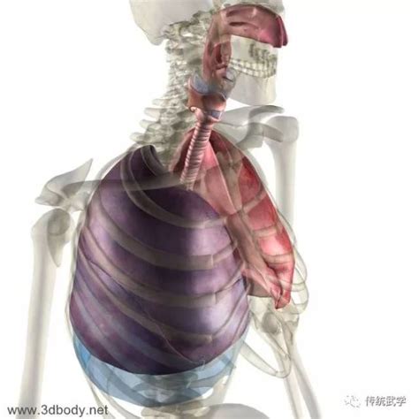白骨观修炼用图图片