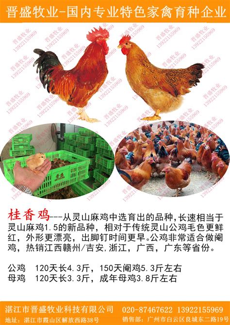 桂香鸡苗，正宗红毛土鸡阉鸡品种，红毛土鸡厂家批发价格-阿里巴巴