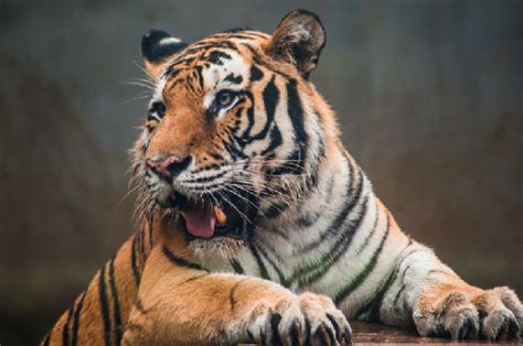地球上6大仅存的老虎，不过都是濒危物种，有一个已经野外灭绝