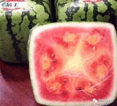 日本晒出方形西瓜，美国捧出拇指西瓜，中国吃货默默摆出它来__凤凰网