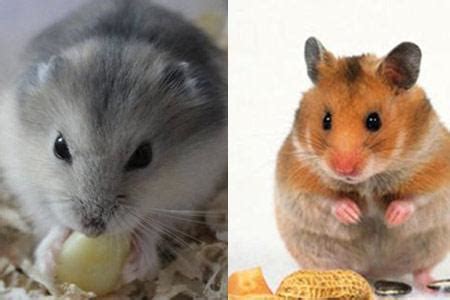 仓鼠吃什么东西最健康（仓鼠的食物搭配与选择） - 胖萌舍宠物网