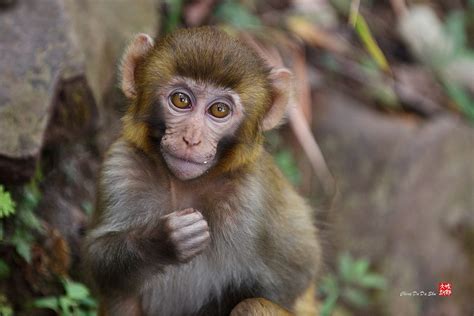 野生动物猴子高清图片下载-正版图片308007341-摄图网