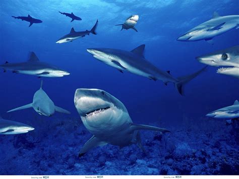 保护海洋海报系列之一，以鲨鱼为主体，表现起海洋正被血水染红。