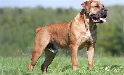 烈性犬有哪些品种（世界上最凶残的7种犬） - 胖萌舍宠物网