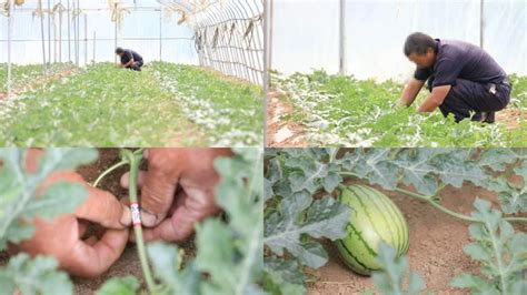 春季露地栽培小西瓜定瓜与留瓜方法是什么,西瓜种植技术与管理 - 品尚生活网