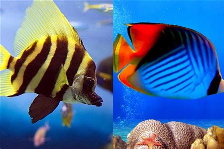 热带鱼（热带水域生活鱼类总称） - 搜狗百科