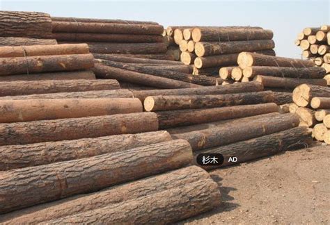 湖南娄底大量出售杉木 - 正材网