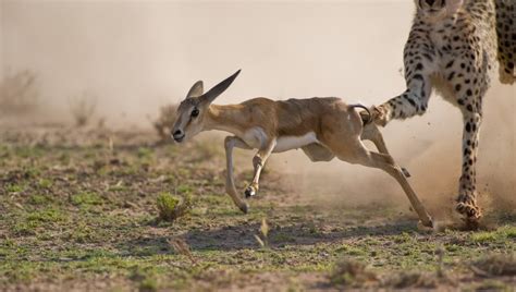 非洲猎豹捕食羚羊 追击中表演精彩后空翻