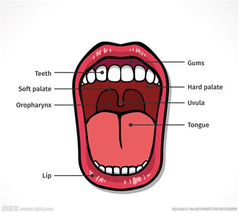 口腔结构图矢量设计图__医疗保健_生活百科_设计图库_昵图网nipic.com