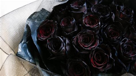 黑玫瑰别称,黑玫瑰雅称,黑玫瑰的雅称绰号别名_大山谷图库