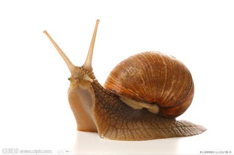 蜗牛有多少颗牙齿？寿命有多长？