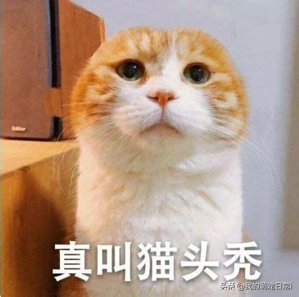 橘子猫摄影图__家禽家畜_生物世界_摄影图库_昵图网nipic.com