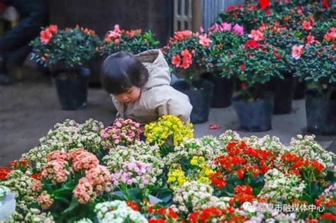 “花”样河州别样红！临夏市“玫瑰之约·缘定花都”主题花卉博览会在河州会展中心精彩亮相！！_澎湃号·政务_澎湃新闻-The Paper