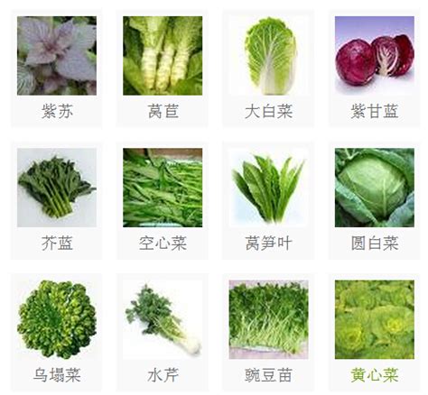 菜的种类大全图片