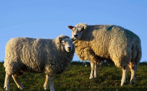 瓦格吉尔羊多少钱一只 - 瓦格吉尔羊为什么贵 - 瓦格吉尔羊适合养殖吗