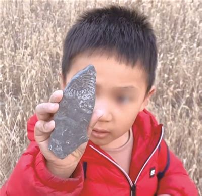 来自五亿年前！ 5岁男孩和爸爸上山寻宝 发现大片神秘石头……_都市快报