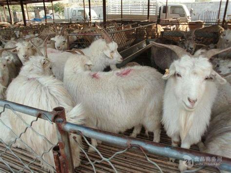 陕南白山羊养殖技术及价格/陕南白山羊功能特性主要用途分布原产地