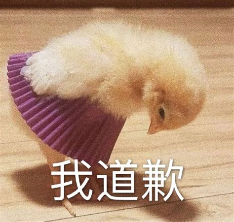 表情包跪下图片