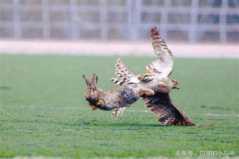 鹰抓兔 - 中国自然保护区生物标本资源共享平台