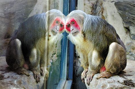 中国最珍稀的猴类——崇左白头叶猴_广西