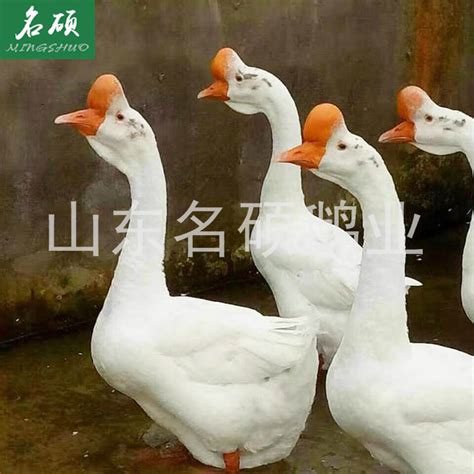 白条鹅批发黑龙江哈尔滨市白条鹅价格_肉交所