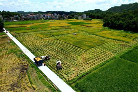 广东化州：以高质量生产托管推动小农户融入现代农业 -民生网-人民日报社《民生周刊》杂志官网