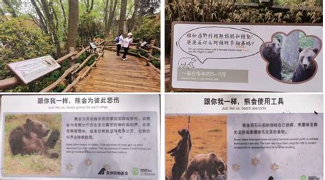 动物园里惊现两只“功夫棕熊”比武，大妈灵魂解说，引游客爆笑_腾讯视频