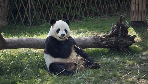 熊猫是国家几级保护动物 - 生活百科 - 微文网(维文网)