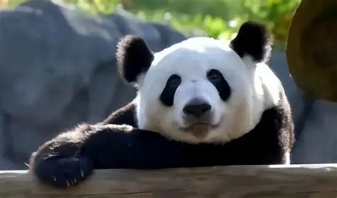 运送旅美大熊猫“丫丫”专机降落上海 现场市民激动哭了_腾讯视频