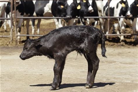 世界上第一头克隆斗牛在西班牙诞生