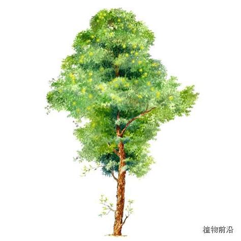 植树节给树起创意名字,植树节创意动,成长树创意树图片_大山谷图库