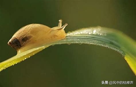 网友发现“五彩蜗牛”，触角诡异蠕动，其真相让人不寒而栗！_寄生