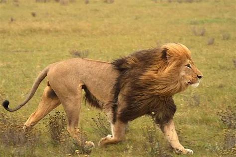 非洲狮子凶悍捕食：闪电出击一招猎杀牛羚_新浪图片