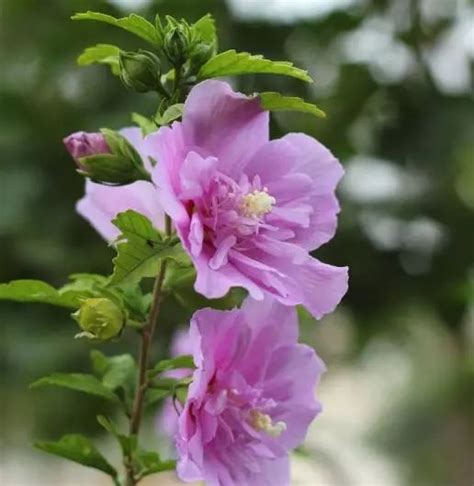 木槿花的花语和寓意-养花技巧-长景园林网