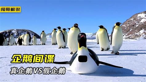 纪录片：间谍目睹了，阿德利企鹅现实版的爱情，过程令人深思_腾讯视频