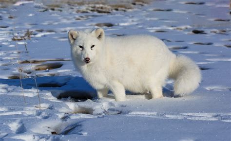 北极狐：甘肃祁连山国家级自然保护区 - 江西林科网