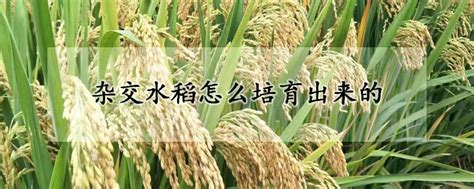 杂交水稻怎么培育出来的？ - 农业种植网
