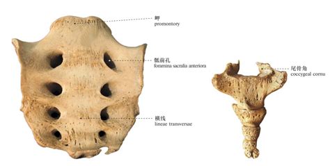尾骨图片