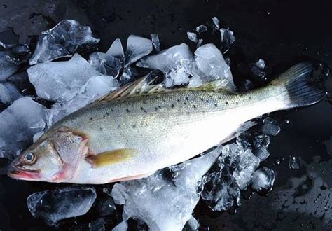 水产冰鲜鱼类食材食品摄影图配图高清摄影大图-千库网