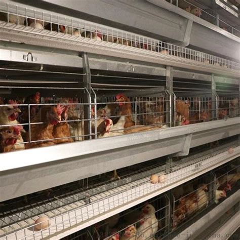 养鸡 肉鸡 雏鸡 饲养设备 诸城中兴畜牧机械养鸡批发-阿里巴巴