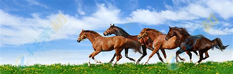 奔跑在草原上的几匹马摄影高清jpg图片免费下载_编号1x2hp6owv_图精灵