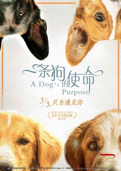 《一条狗的使命》25日全国超前点映 被赞三月必看_手机新浪网