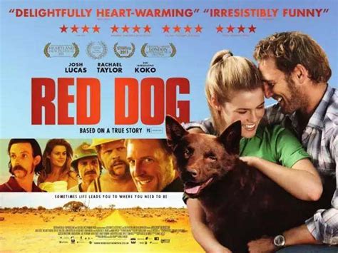 最好看的狗狗电影排行榜 一条狗的使命相当经典值得一看 - 电影
