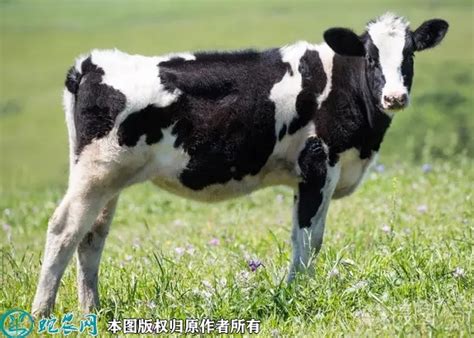 奶牛价格多少钱一斤？2022年3月今日奶牛行情走势图？ - 农产品价格 - 蛇农网