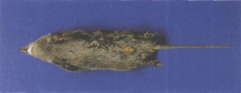 高山麝-云南野生珍稀动物-图片