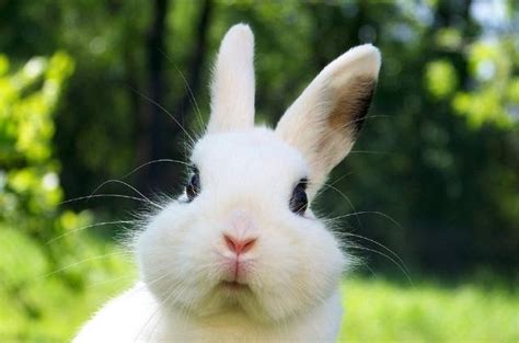 “兔兔这么可爱，你怎么可以吃兔兔”，盘点那些好吃又好看的动物|兔兔|鹅|可爱_新浪新闻