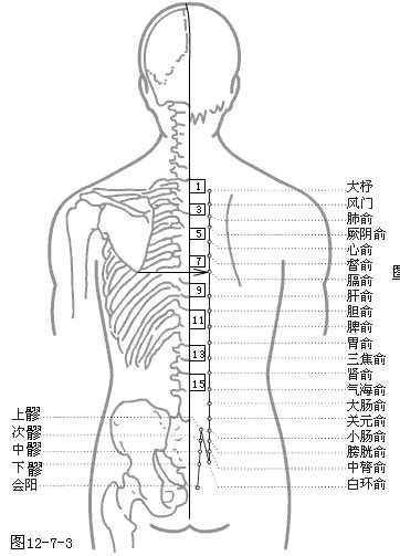 膀胱经经络图图片