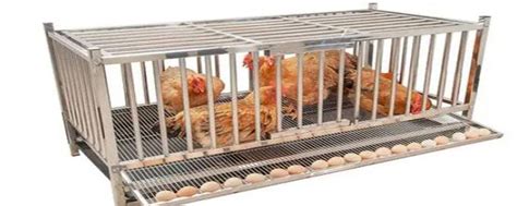 鸡的解剖生理特点，对鸡进行尸体剖检有哪些要求？ - 畜小牧养殖网