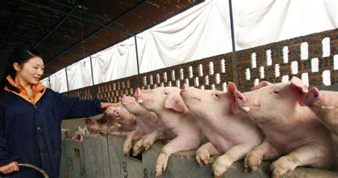12月31日全国生猪价格排行榜